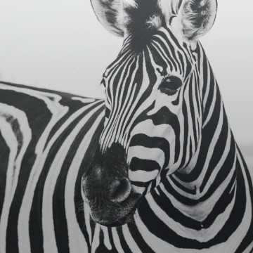 Black & White