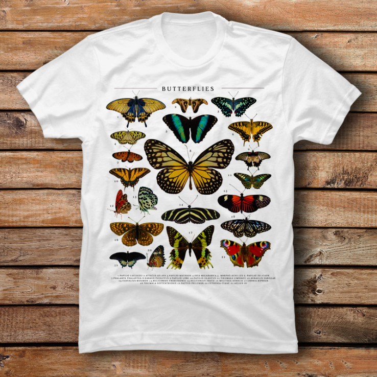Butterflies Catalog